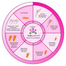 Image result for lice life cycle