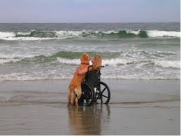 There Aren T Any Significant Differences Between Service Animal Laws In Florida From Other States They Do Take Their Service Animal Laws Ve In 2020 Dogs Dog Life Pets