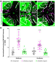 Our nation wide directory of senior guides provide local senior statistics, helpful contacts, long term care choices, healthcare quality ratings, and more. Suppression Of Transcytosis Regulates Zebrafish Blood Brain Barrier Function Elife