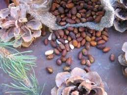 American Pine Nuts Straight From The Pinyon Forests Of The United States Laws Permits And Harvesting Guidelines Pine Nuts Wild Edibles Foraging Recipes