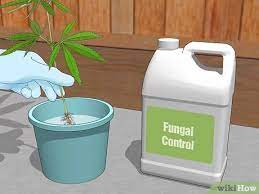 How To Plant Clones: 13 Steps (With Pictures) - Wikihow