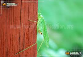 It and others in genus scudderia are called bush katydids because they are most common in bushes, thickets, and other shrubby areas. Fork Tailed Bush Katydid Scudderia Furcata