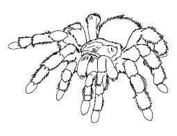 Spider Coloring Page Free Printable Spider Coloring Pages For Spider Coloring Page Insect Coloring Pages Bug Coloring Pages