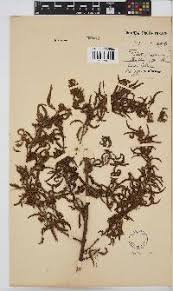 Image result for Smithia elliotii