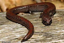 Salamander Animals Lizard