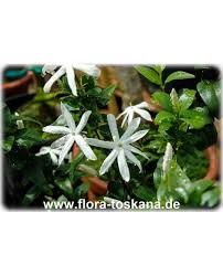 Image result for Jasminum multipartitum