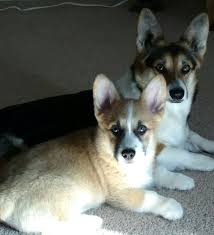 I can not hold a puppy without a deposit. Akc Pembroke Welsh Corgi Breeder Bison Ridge Corgis