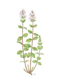 Image result for Micromeria