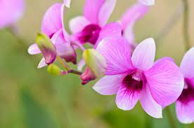 Dendrobium Sarusanda Orchid