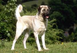 Some anatolian shepherd puppies for sale may be shipped worldwide and include crate and veterinarian checkup. Anatolian Shepherd Breed Profile Australian Dog Lover