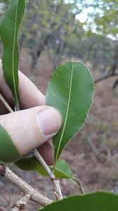 Image result for Ochna schweinfurthiana