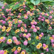 Lantana Lantana Lantana Plant Yellow Lantana