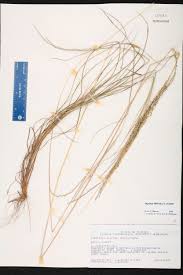 Image result for Digitaria setifolia