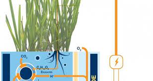 Plant-e: технология получения электричества из растений