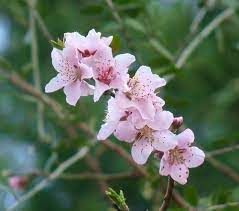 We did not find results for: Georgia Backyard Nature Flowering Trees In Spring Splendor