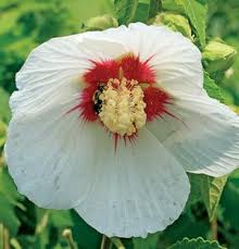 Image result for Hibiscus pusillus