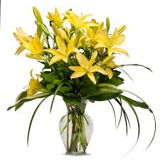 Frederick, md listings and reviews. Lily In Frederick Md Frederick Florist