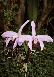 Image result for Polystachya greatrexii