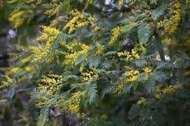 Image result for Acacia dealbata