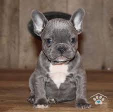 This pup is a descendant of the robust and athletic fighting dogs popular in england in the 1600's and 1700's. Queen4 French Bulldog Puppies Frenchie Puppy Baby Dogs