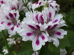 Slike od presano suhoo cvece. Cvece Koje Je Idealno Za Terasu 5 Biljaka Koje Vole Sunce I Toplotu Terasa