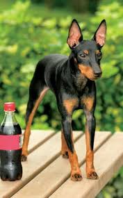 They were bred to be vermin hunters and small game. Pinsher Toy Manchester Terrier Dog Breeds English Toy Terrier