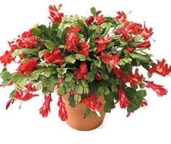 How To Care For A Christmas Cactus Look Mom I Found Directions I Wonder If It Will Help Me Christmas Cactus Care Christmas Cactus Plant Christmas Cactus