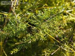 Image result for Asparagus rogersii