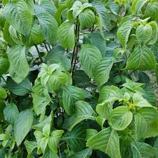Image result for Telfairia occidentalis