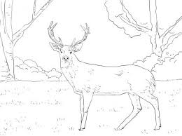 One can find bucks and does prancing across the countryside in lush meadows. Whitetail Deer Coloring Page Super Coloring Deer Coloring Pages Animal Coloring Pages Coloring Pages