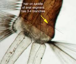 Image result for Isoglossa ciliata