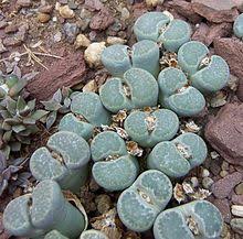 Cactus mix is soil specially designed for growing cactus. Lithops Wikipedia