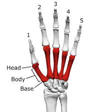 Image result for Normal Anatomic Position of the Hand and Wrist
