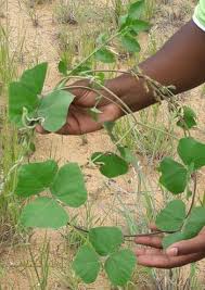 Image result for Rhynchosia zernyi