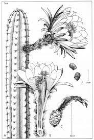 The properties and effects of this sacred plant? San Pedro Cactus Echinopsis Pachanoi Notes From Nowhere