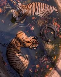 Pin By Yazmin Guevara On Wall Collage In 2020 Aesthetic Art Art Inspiration Art