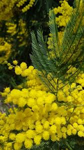 Image result for Acacia decurrens