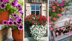 Check spelling or type a new query. Raising And Caring Petunias Useful Tips For A Dream Garden My Desired Home