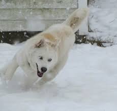 The wolamute is a cross of the alaskan malamute and the gray wolf, also known as the malamute wolf mix or malawolf. Wolf Dog Breed Hybrid Information And Pictures