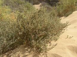 Image result for Suaeda vermiculata