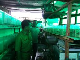 Seperti yang diketahui ikan jenis cupang merupakan salah satu jenis ikan sehingga banyak yang menjadikan ikan yang satu ini sebagai ikan hias untuk akuarium di rumah. Kunjungan Ke Sentra Ikan Hias Dan Petani Budidaya Ikan Cupang Berita Foto Kota Administrasi Jakarta Barat