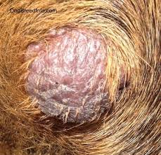 Image result for mastocytoma in dogs