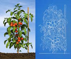Ryan Etter Illustration Tomato Phenology Chart