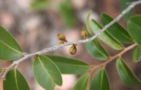 Image result for Hexalobus monopetalus