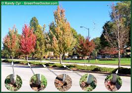 Check spelling or type a new query. Girdling Greentree Tree Services