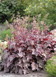 Image result for heuchera americana