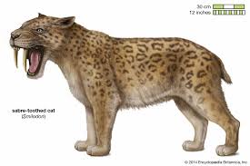 Terrific Saber Tooth Cats - Ppt Download
