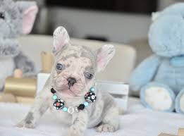 French bulldog breed comes in different coat color variations. Lambo Our Lilac Merle Male He S Available To A Loving Home Www Poeticfrenchbulldogs Bulldog Puppies French Bulldog Puppies Bulldog Puppies For Sale