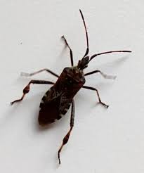 Western Conifer Seed Bug Western Conifer Seed Bug Conifers Seeds