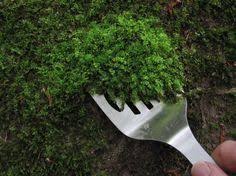 How To Collect Transplant And Care For Moss If You Want To Add Moss To Your Pots Or Planters This Article Explains How T Plants Garden Projects Moss Garden